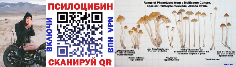Галлюциногенные грибы Psilocybe Берёзовский